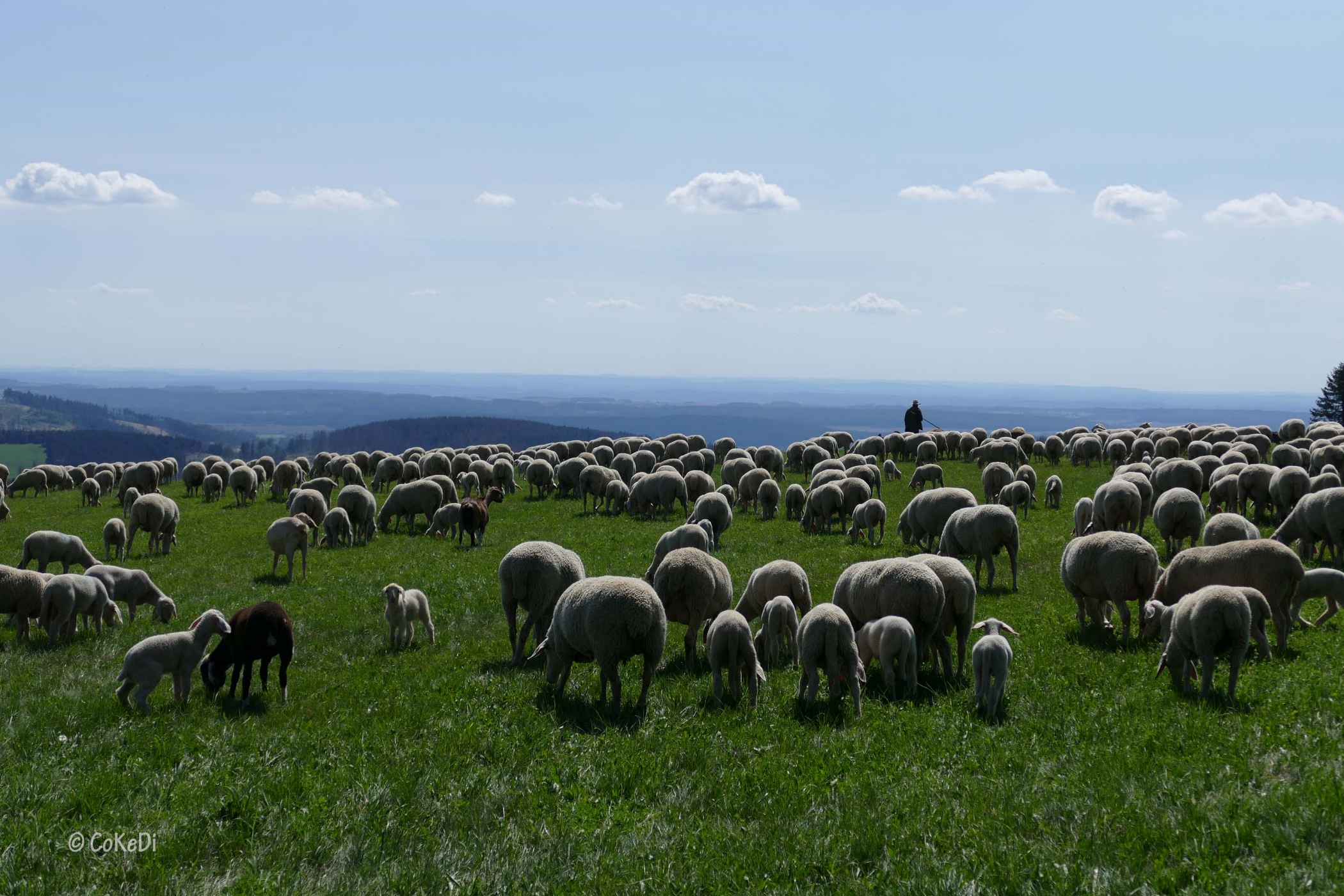 Schafherde auf grüner Weide mit Hirte