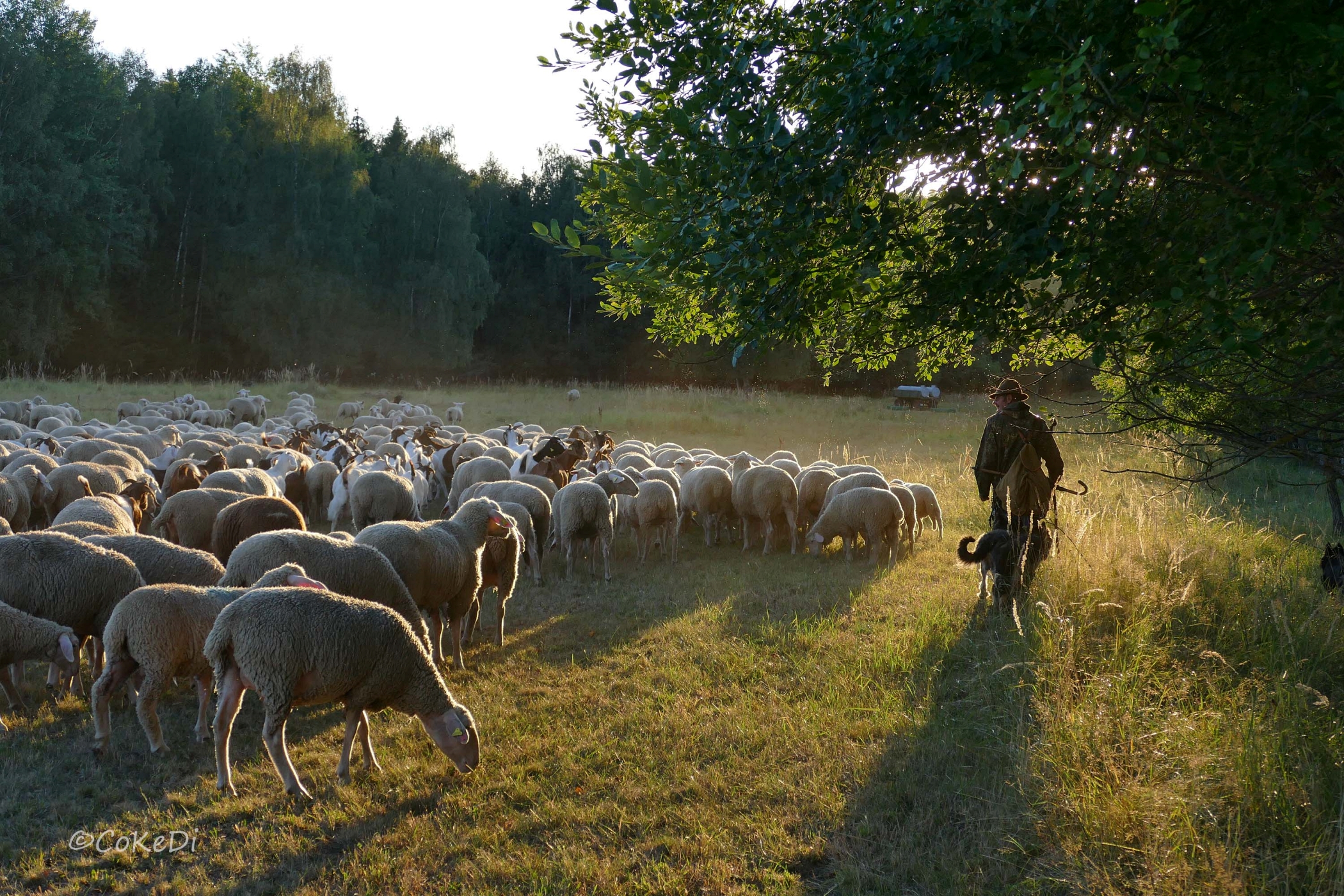 Schafherde und Hirte bei untergehender Sonne in Waldlichtung
