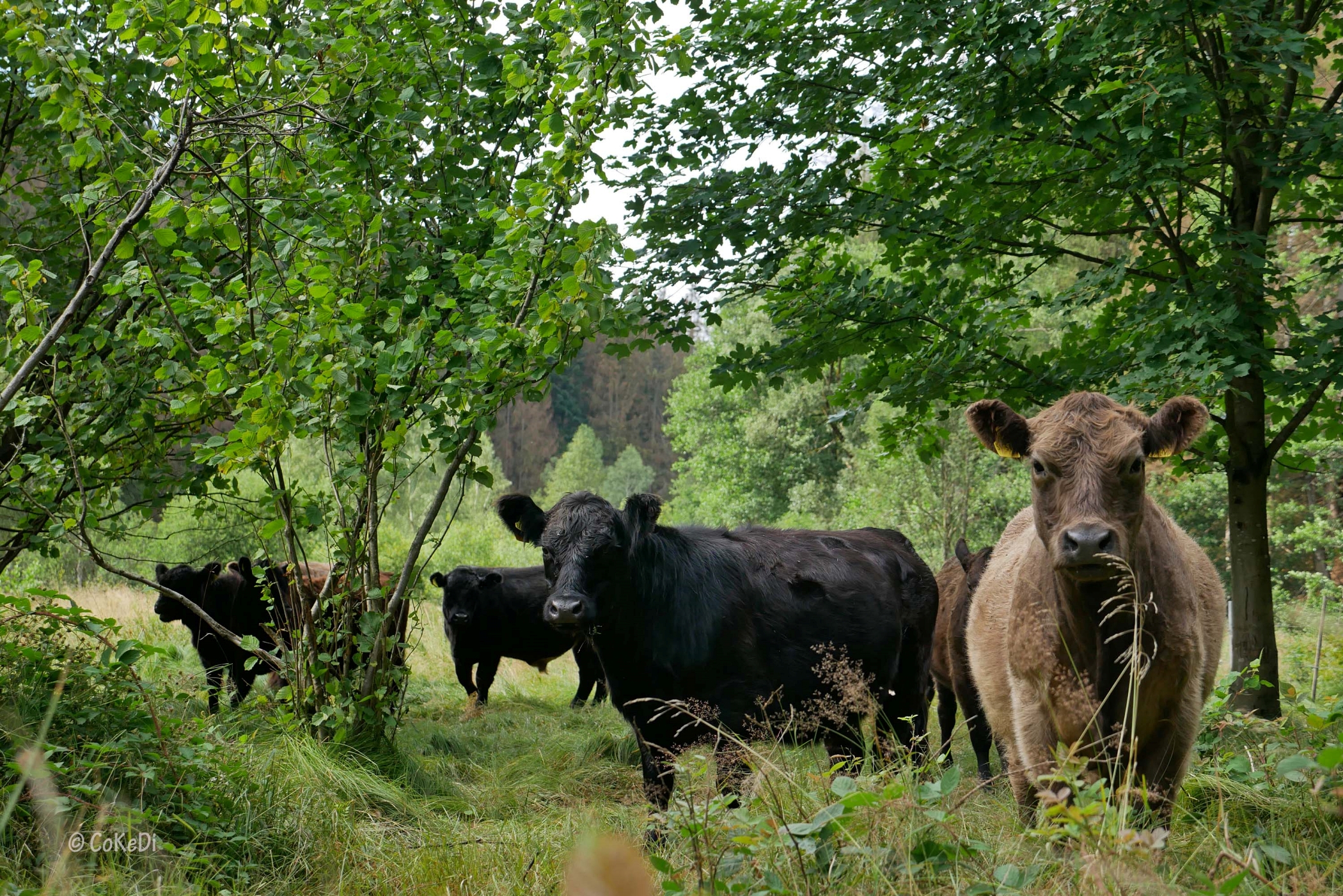 Kühe zwischen Bäumen und Sträuchern auf Wiese