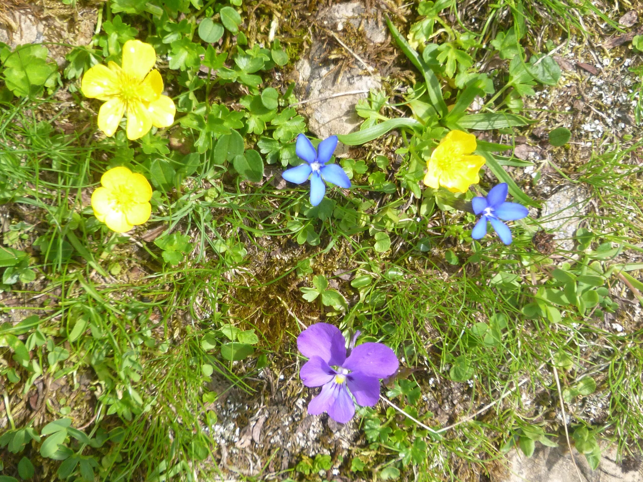 Geschützt: Hirtenwesen und Biodiversität