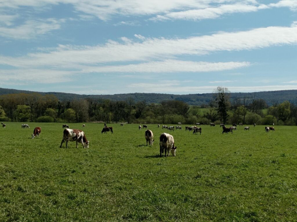 Kühe auf der Weide